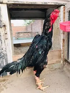 Black shamoo  and white shamo chicks | Oh shamo | shamo egg  | Chicks