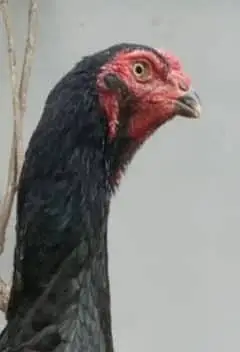 Black shamoo  and white shamo chicks | Oh shamo | shamo egg  | Chicks — photo 2