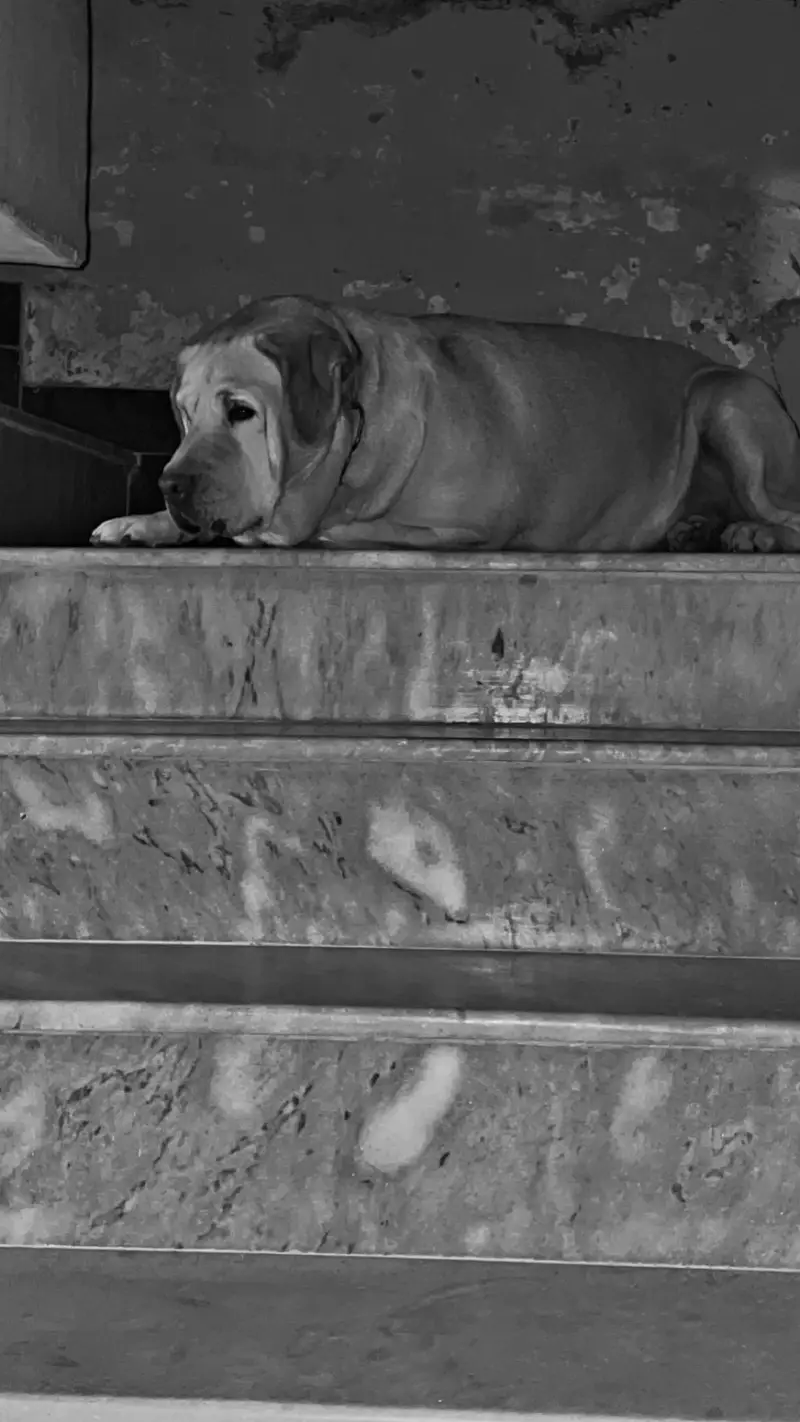 British Labrador female — photo 4