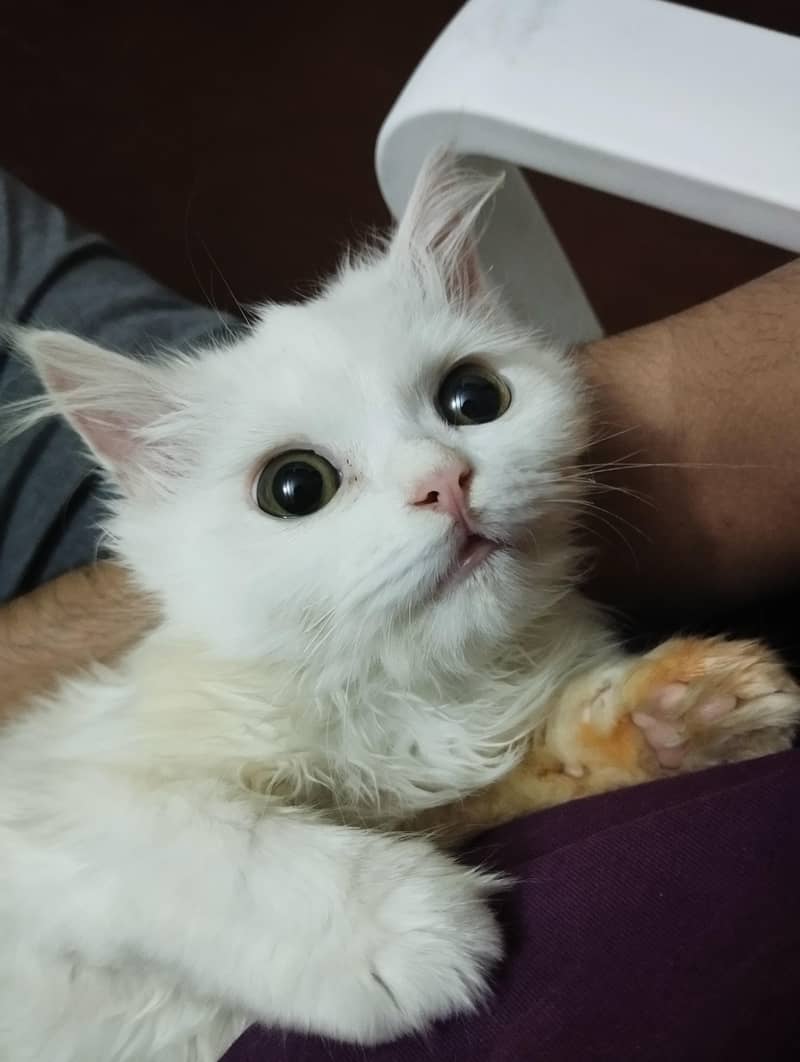 Doll Face Female Persian Kittens For Sale Persian Kittens For Sale