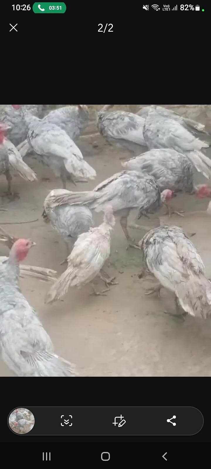 Turkey Birds Available 0
