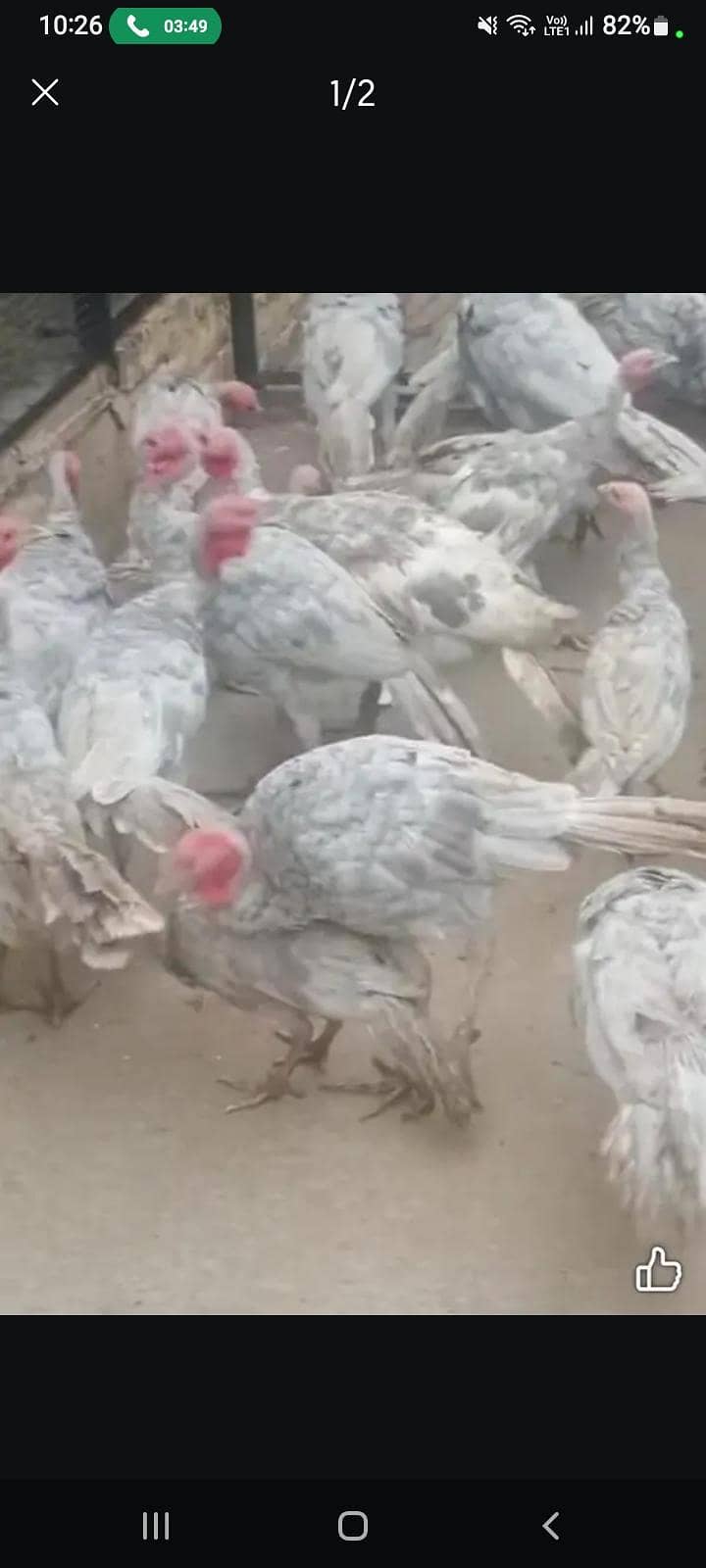 Turkey Birds Available 1