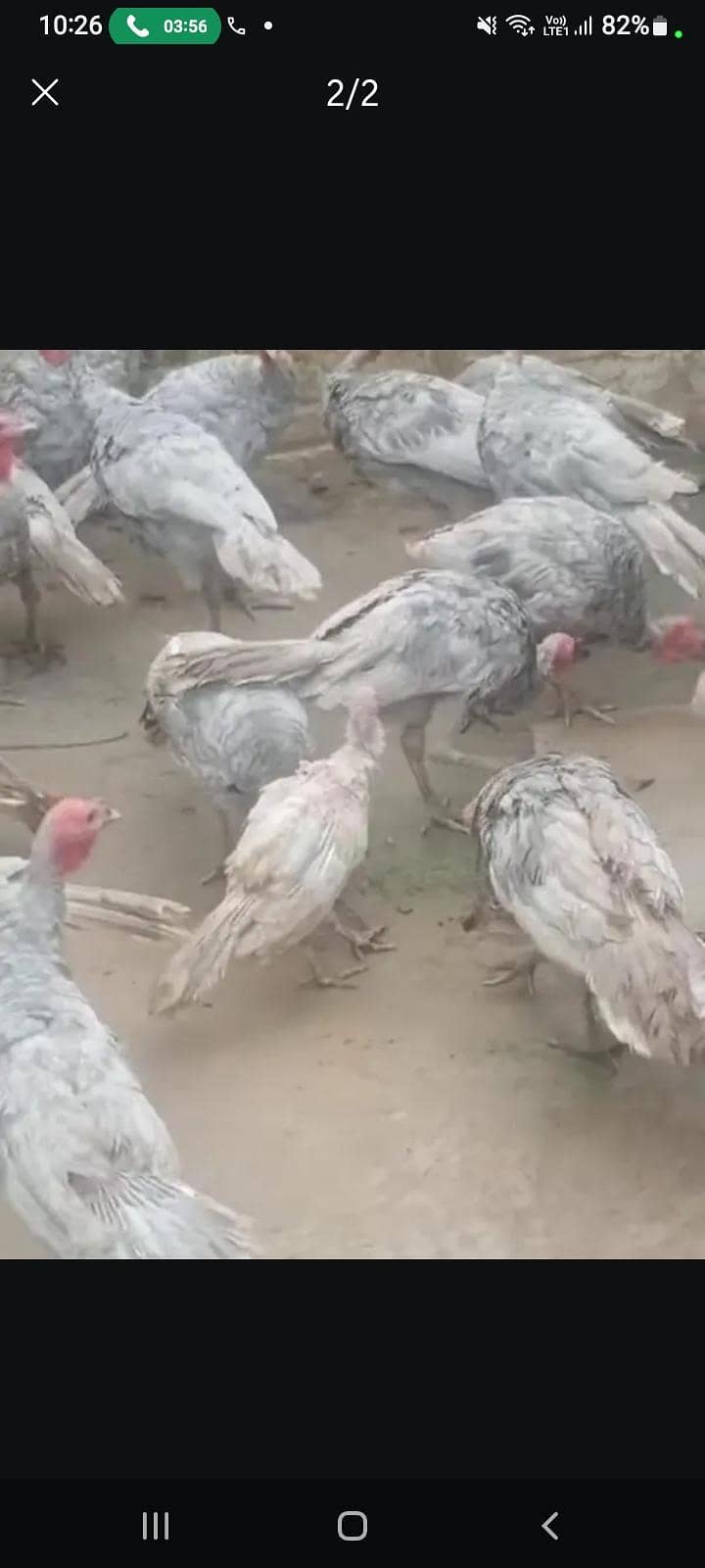 Turkey Birds Available 2