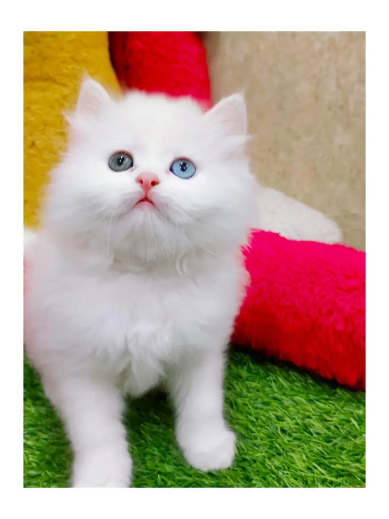 cash on delivery Persian kitten cats