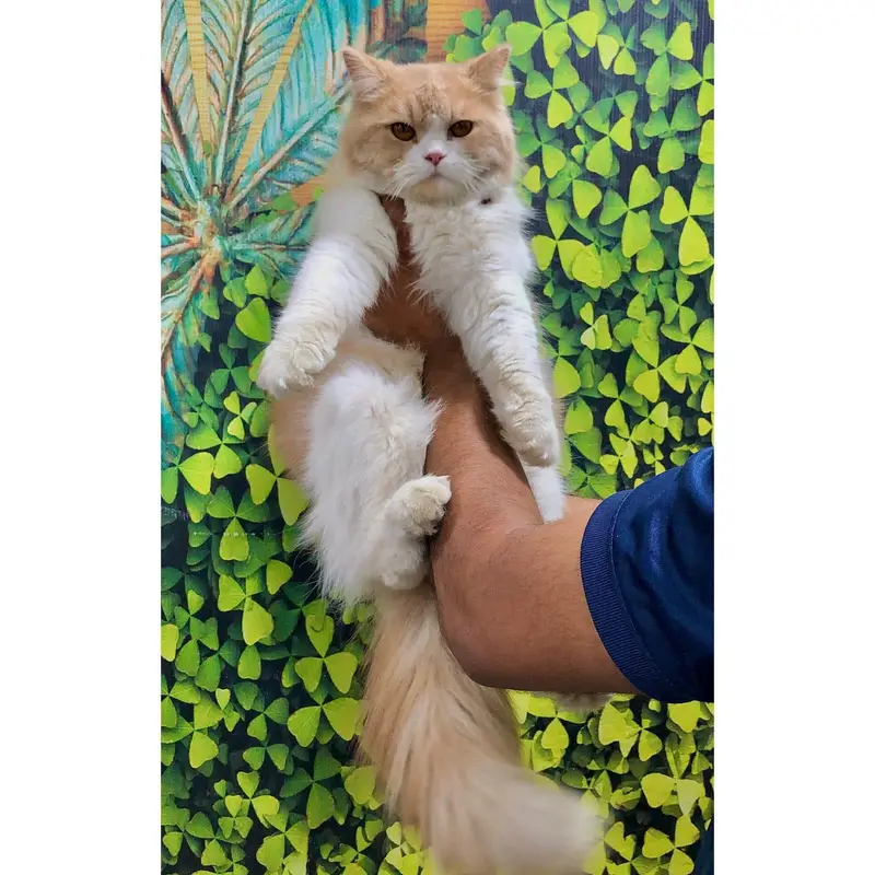 cash on delivery Persian kitten cats — photo 6