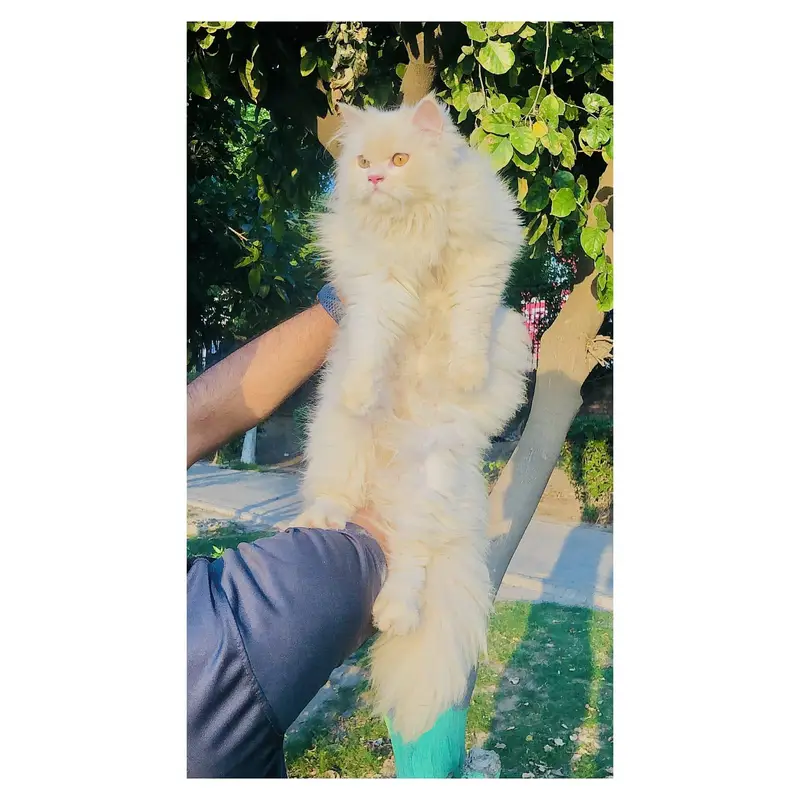cash on delivery Persian kitten cats — photo 8