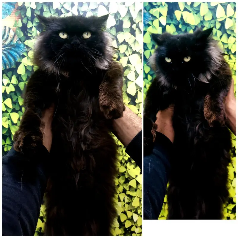 cash on delivery Persian kitten cats — photo 3