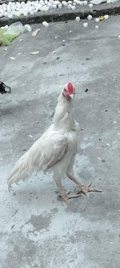 White Heera murgha,Aseel,Murghi