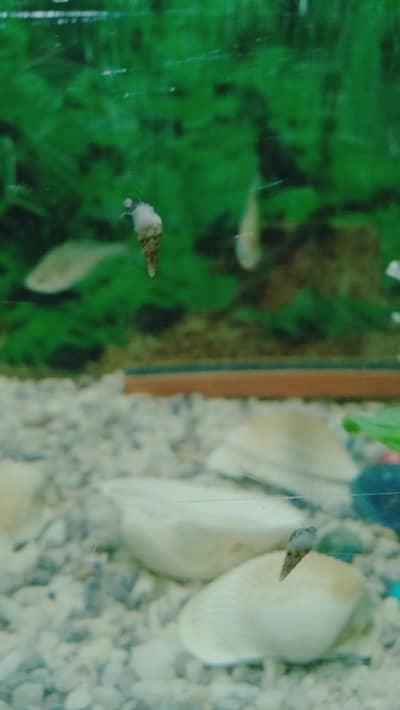 Snails for sale
