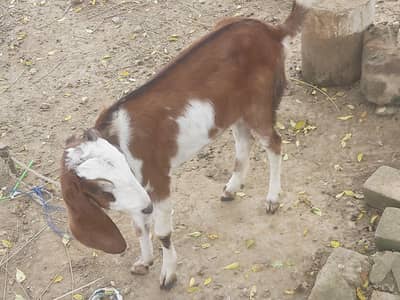 betal Cross pat for sale