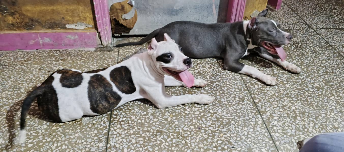 American bully 0