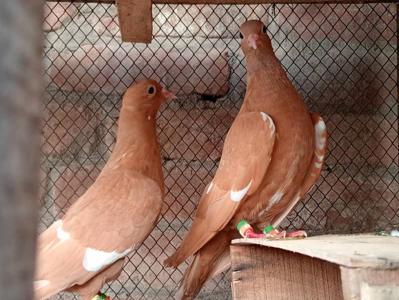 Gandda dar kabutar 1