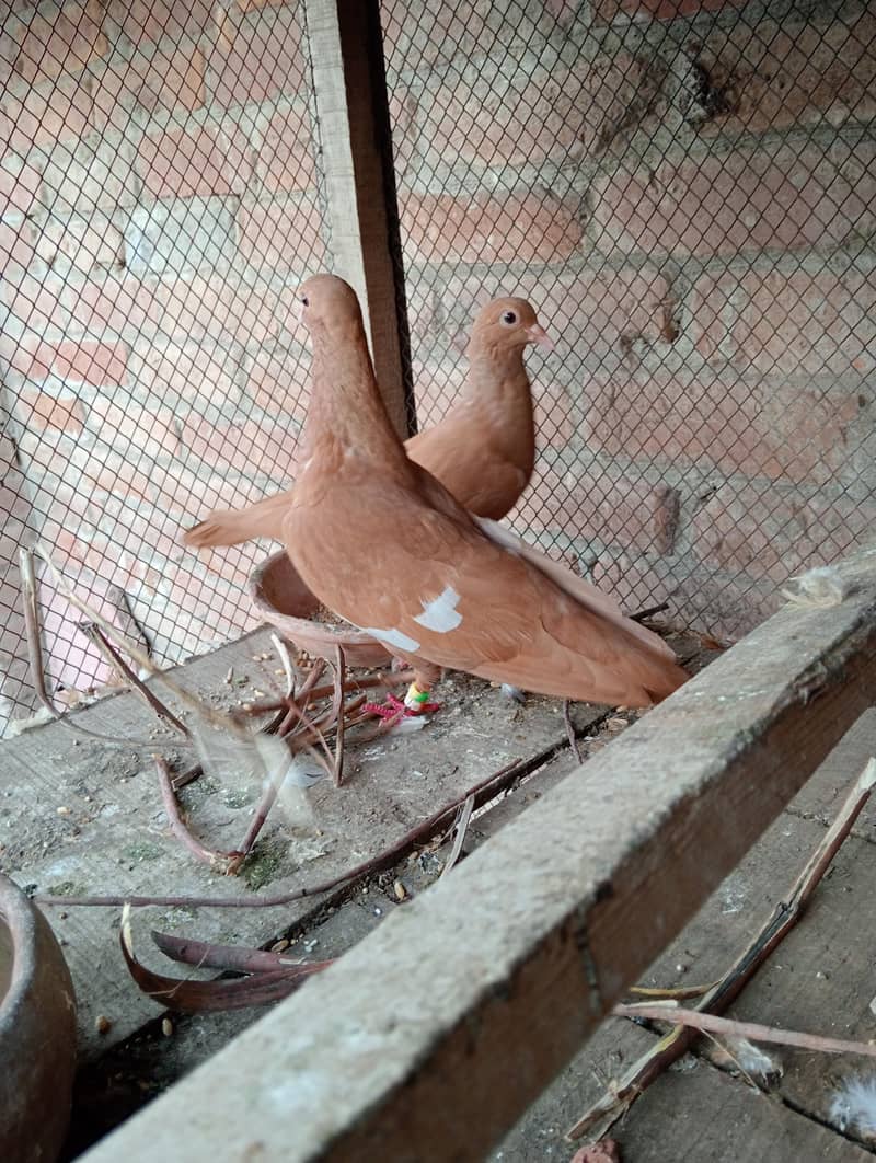 Gandda dar kabutar 2