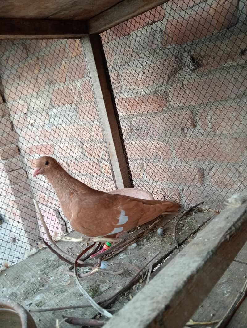 Gandda dar kabutar 3