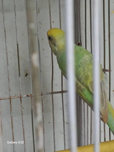 Birds