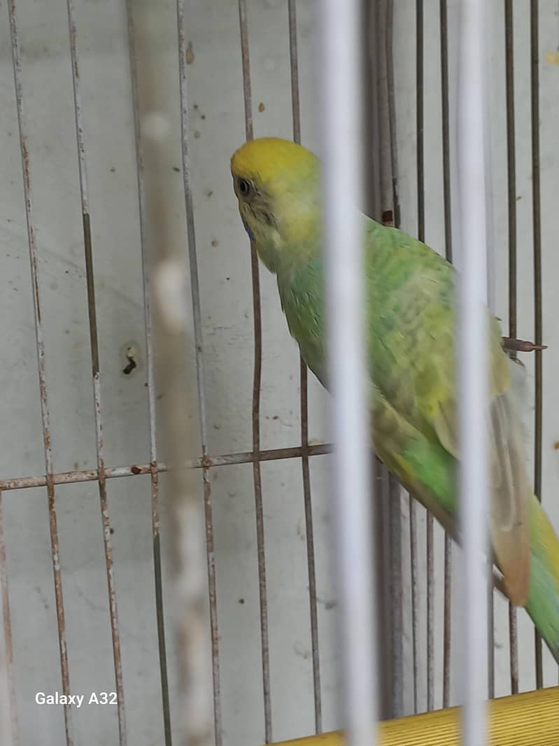 Birds 0