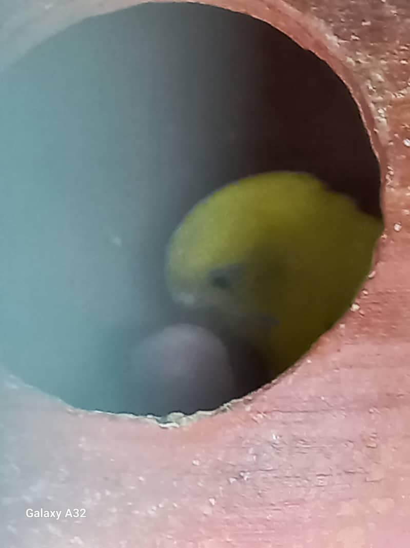 Birds 1