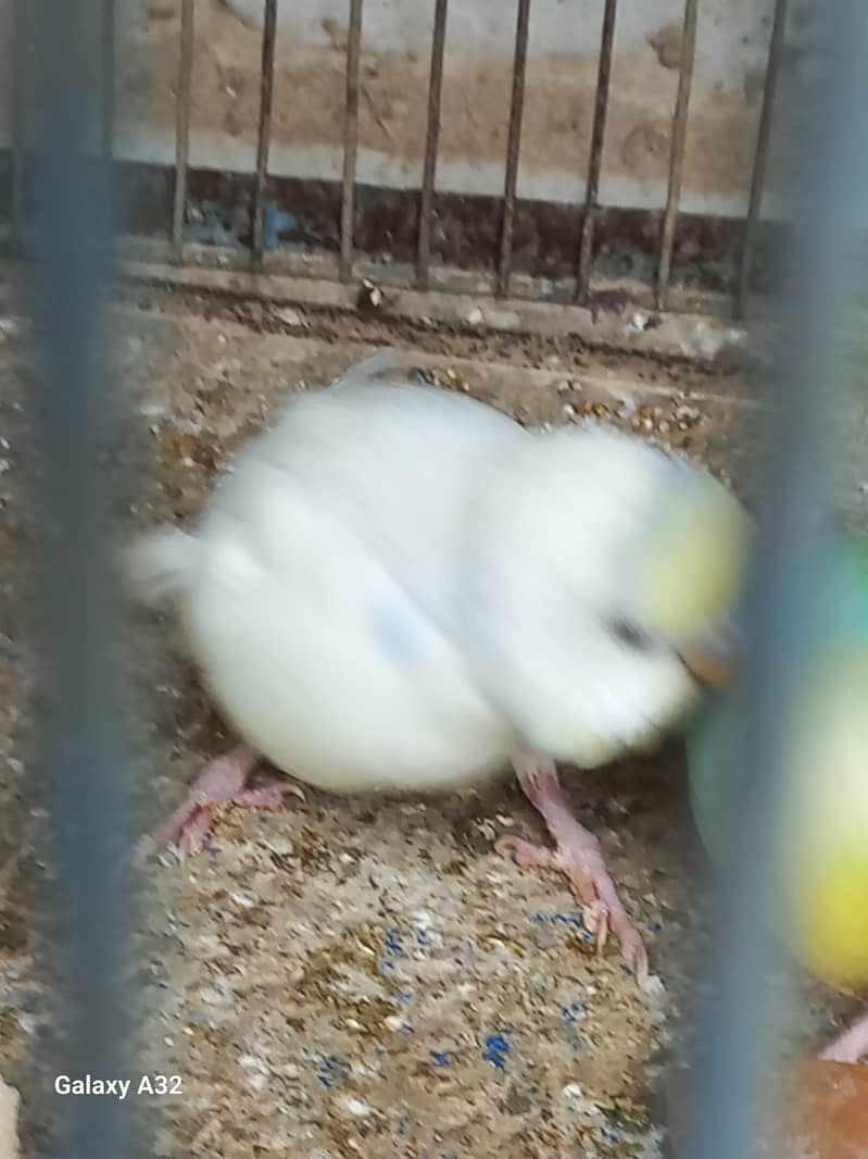 Birds 2
