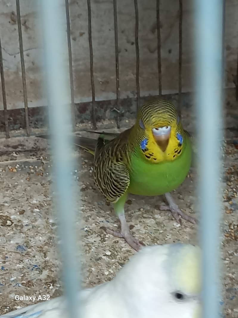 Birds 3