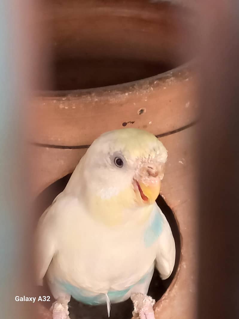 Birds 4