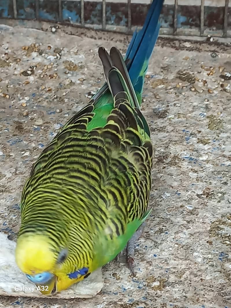 Birds 5