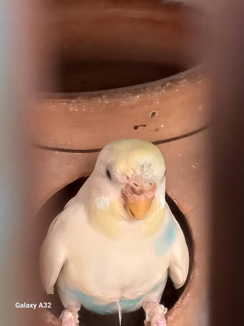Birds 6
