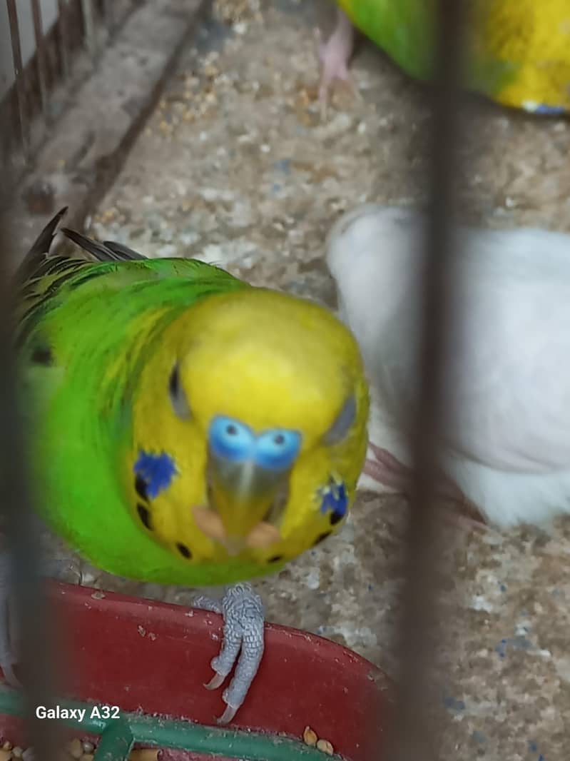 Birds 8