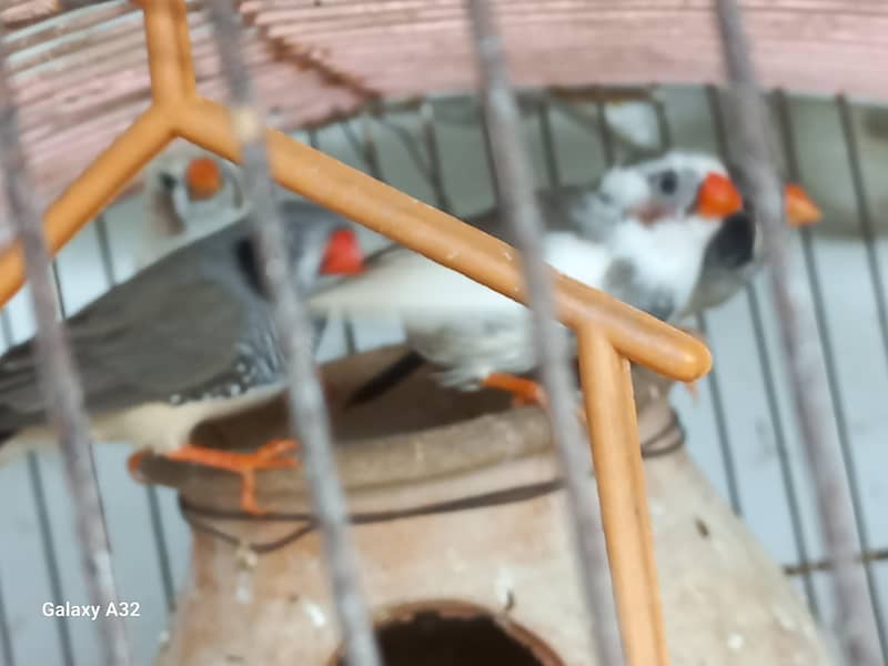 Birds 9