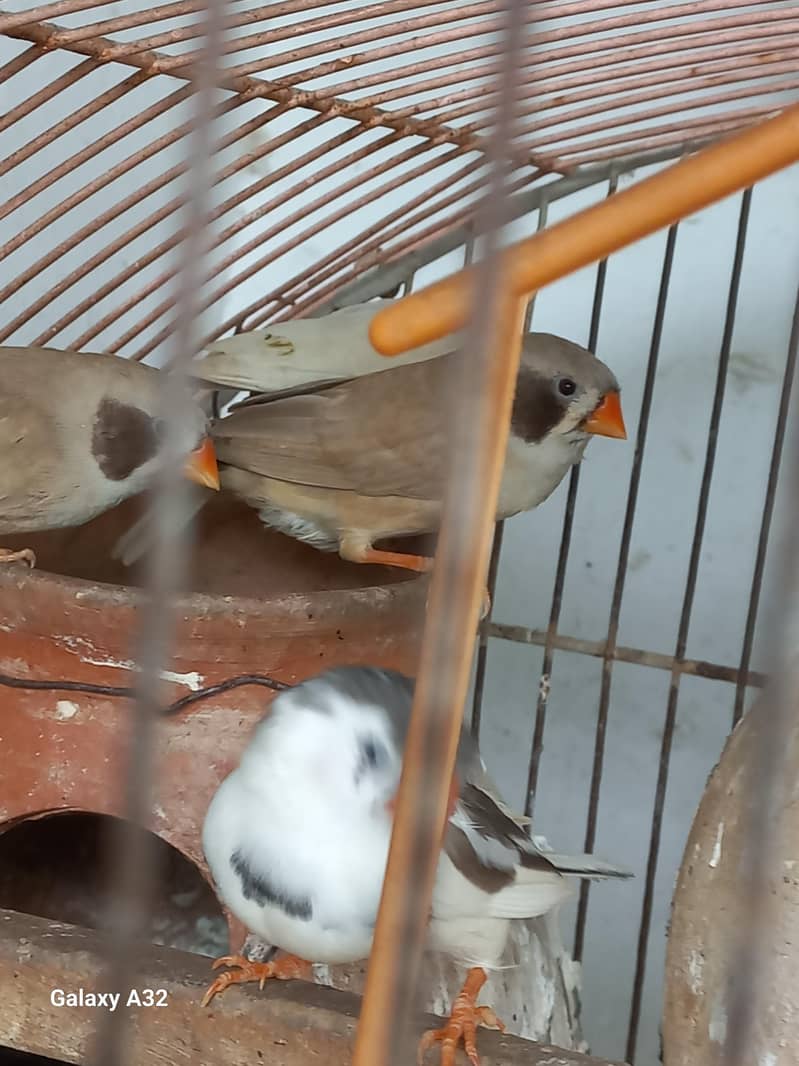 Birds 10