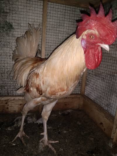 Hen & Rooster Pair for Sale – Healthy & Active Whatsapp#+923274064917