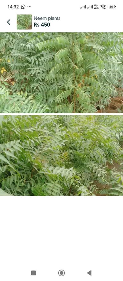 Neem for sale