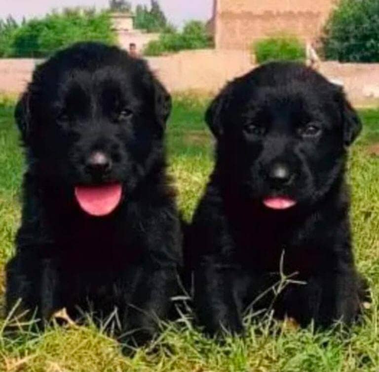 Black Shepherd Puppy Pair Long Coat gsd German Shepherd Dog