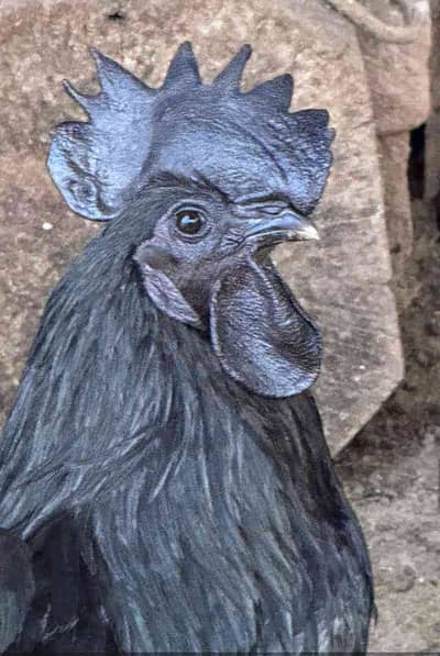 Hashmi