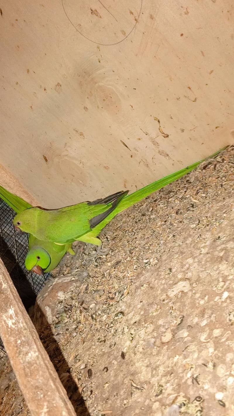 Parrot  1