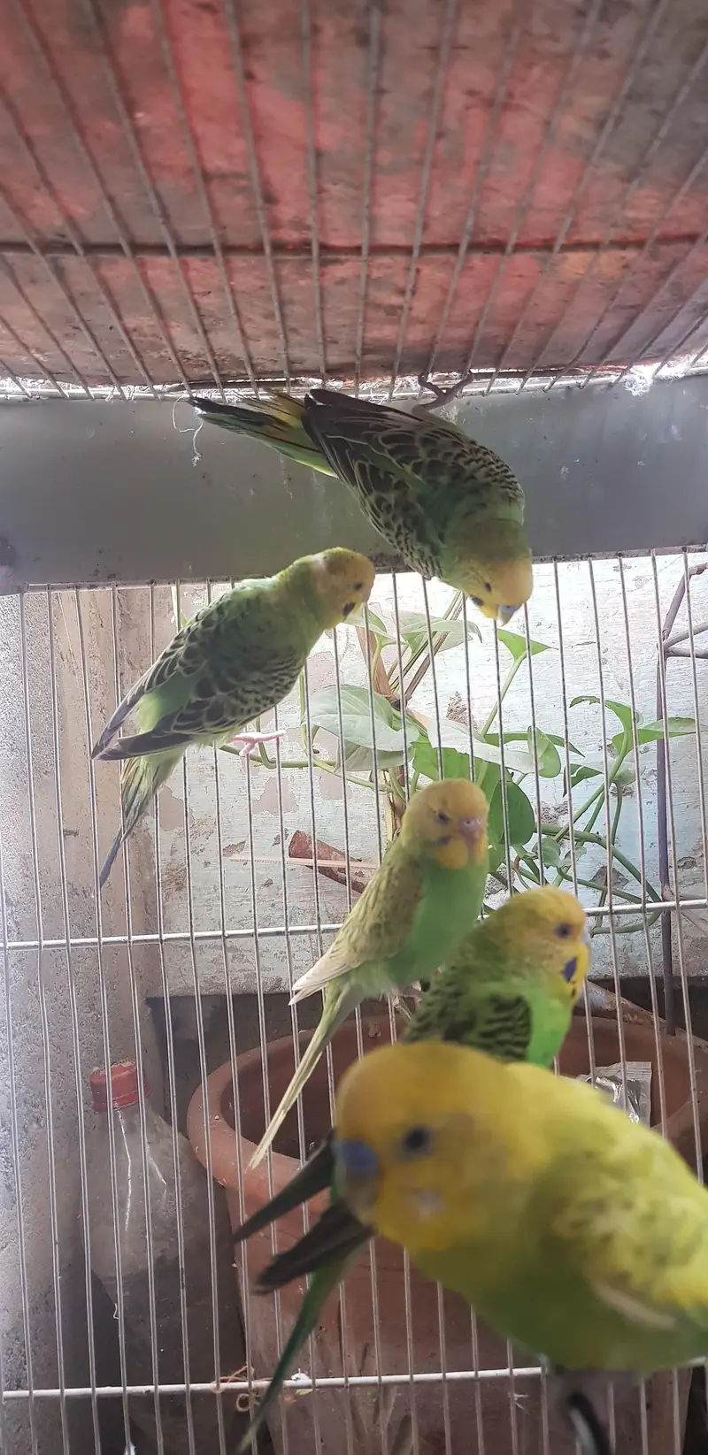 Budgerigar parrots male female pathe available 1 month age — photo 4