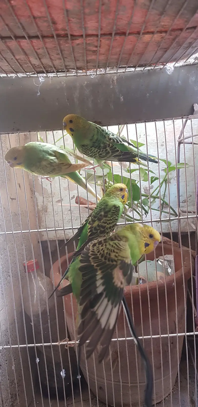 Budgerigar parrots male female pathe available 1 month age — photo 5