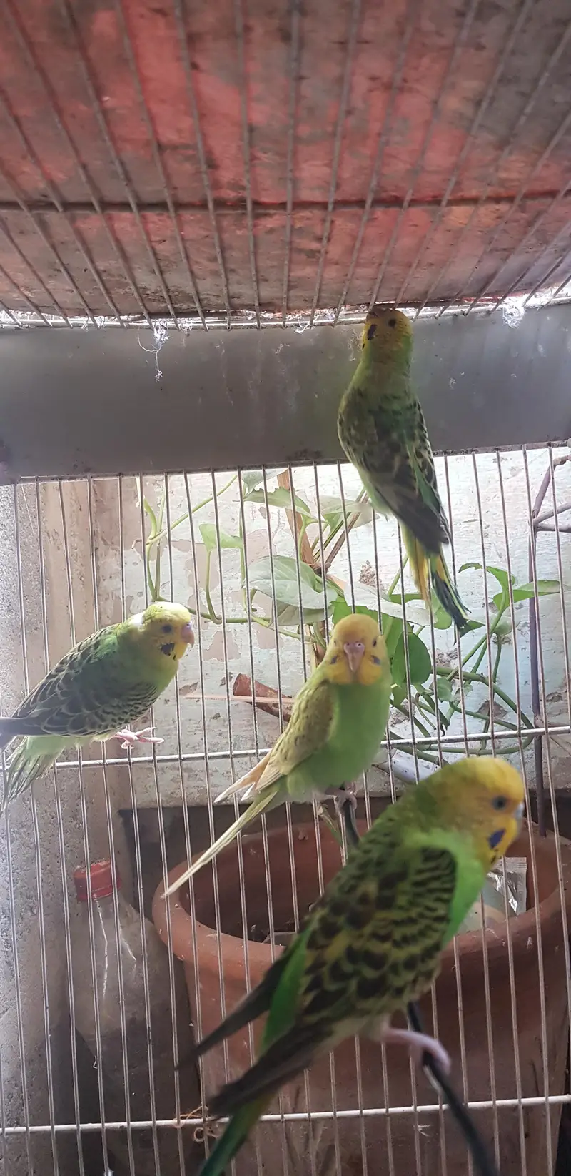 Budgerigar parrots male female pathe available 1 month age — photo 6