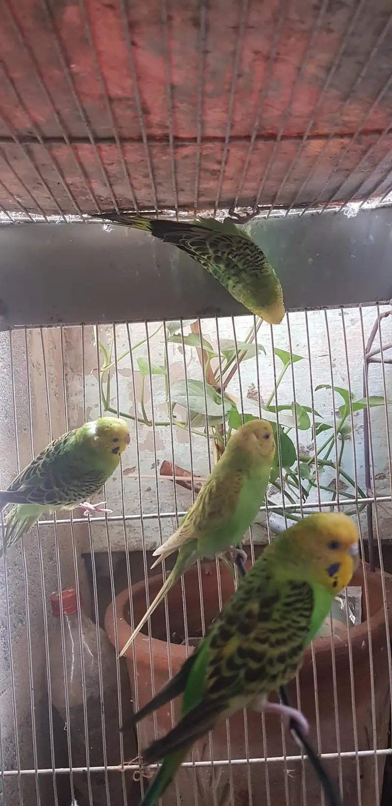 Budgerigar parrots male female pathe available 1 month age — photo 7