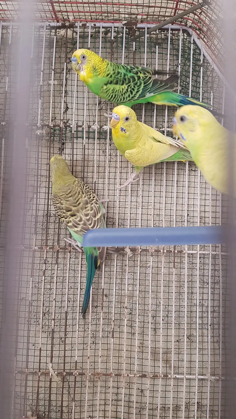 Budgerigar parrots male female pathe available 1 month age — photo 8