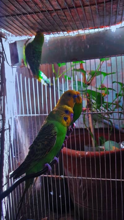 Budgerigar parrots male female pathe available 1 month age
