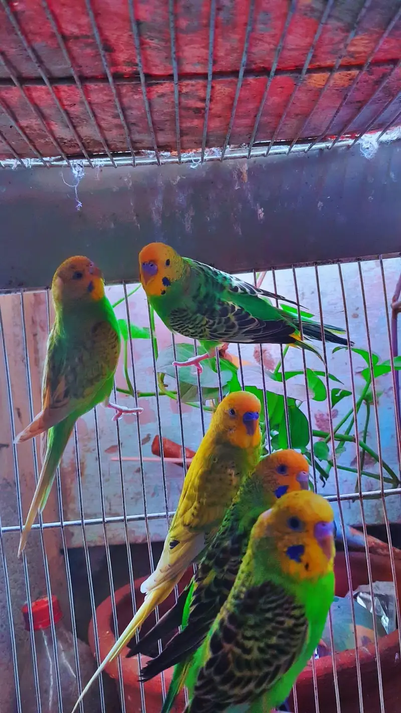 Budgerigar parrots male female pathe available 1 month age — photo 2