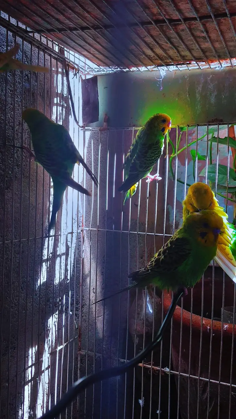 Budgerigar parrots male female pathe available 1 month age — photo 3