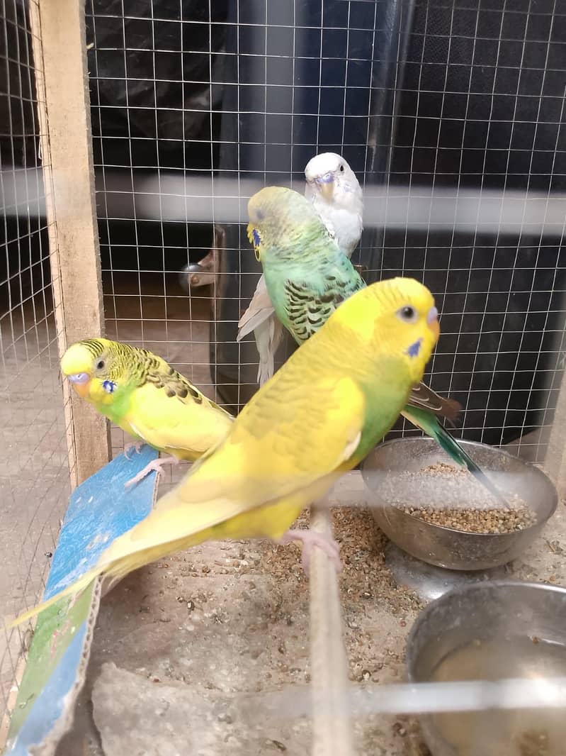 parrots 0