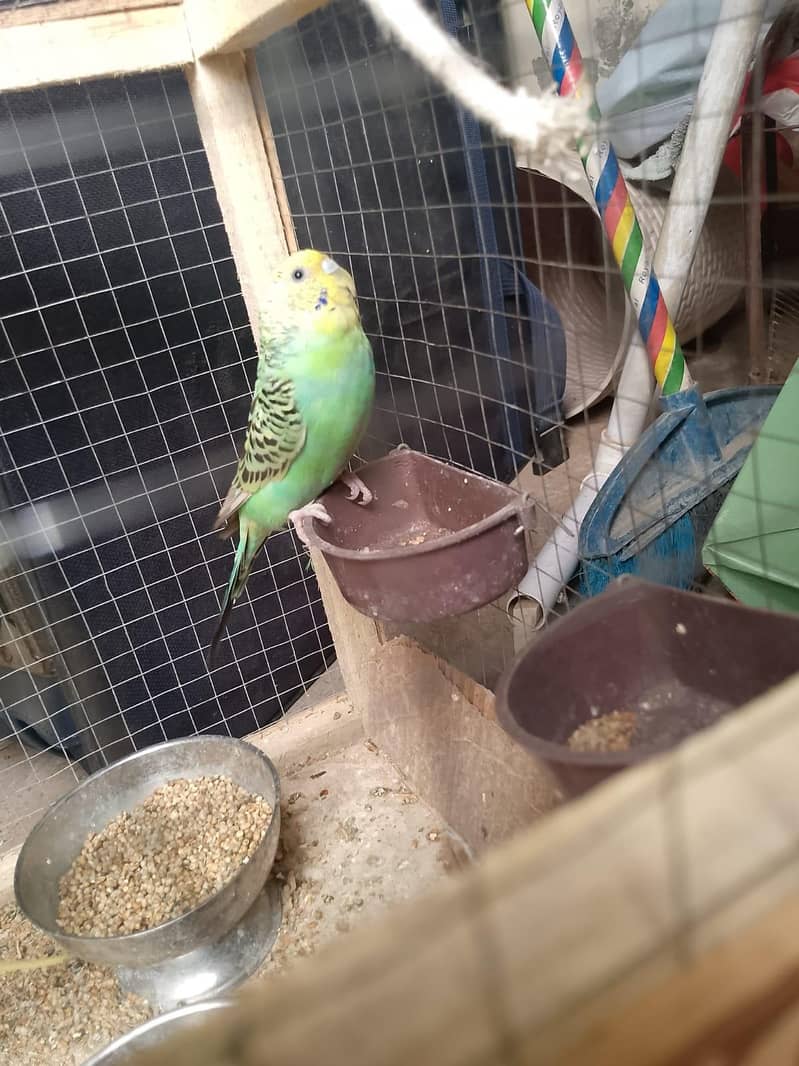 parrots 1