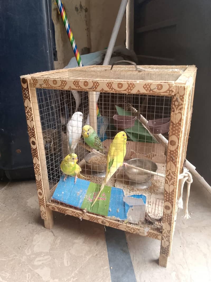 parrots 2