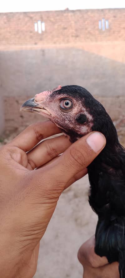 mushki for sale - Hens - 1106195851