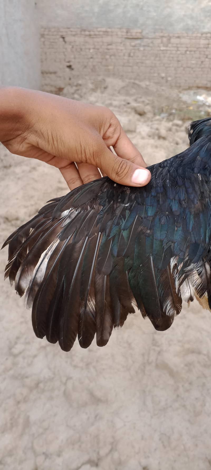 mushki for sale - Hens - 1106195851