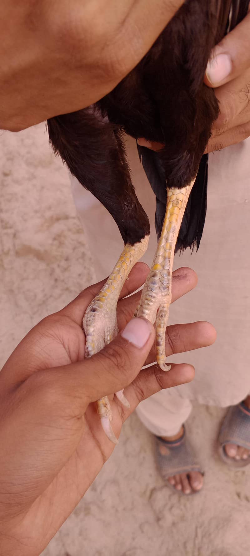 mushki for sale - Hens - 1106195851