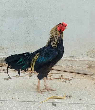 Aseel murga for sale 7500