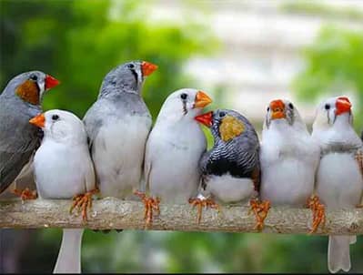 Birds Lover